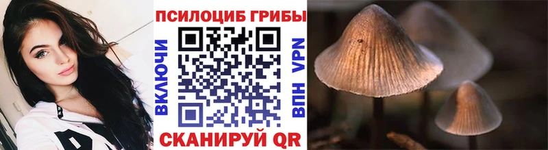 закладки  Терек  Псилоцибиновые грибы ЛСД 